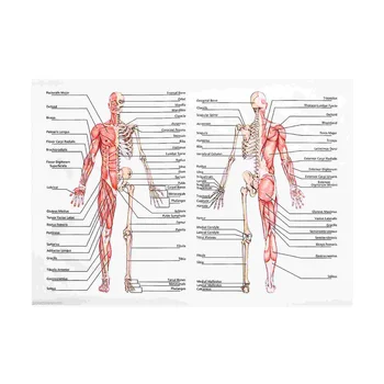 1шт Анатомическая Диаграмма Анатомический Плакат Человека Мышечная Система Висит Плакат Вскрытие Плакат Тела