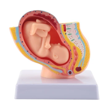 Беременность человека Развитие плода На 9 месяце Эмбриональная Модель Органов Малого Таза Плод Беременность Плода Анатомия Модели Плаценты