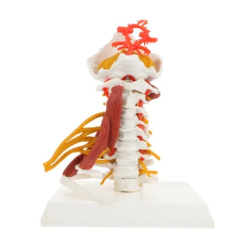 Медицинская модель шейного отдела позвоночника, Анатомическая модель шейного позвонка для обучения