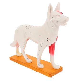 Модель акупунктуры собачьего тела, модель анатомии собаки, медицинская обучающая модель.