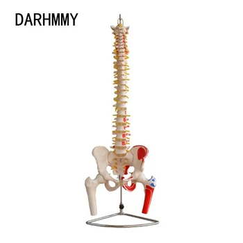 Модель Позвоночника DARHMMY 85 см с Тазом, Головками бедренных костей, Нарисованной Моделью Мышц