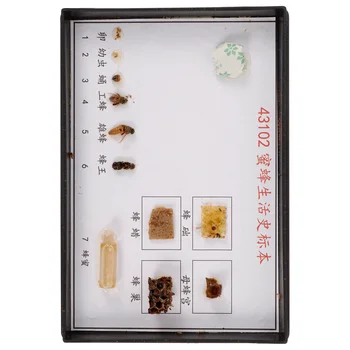 Образцы пчел для биологических экспериментов, образцы для начальных и средних школ, дерево