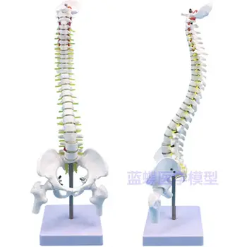 Ортопедическая модель для упражнений на позвоночник, 45 см Вертикальное моделирование, модель позвоночника для взрослых, интеграция шейных и поясничных позвонков