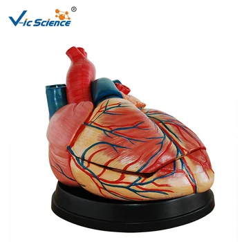 Усовершенствованная медицинская анатомическая модель большого сердца из ПВХ с анатомией человека для обучения студентов