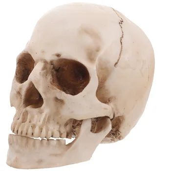 Черепа, похожие на человеческие черепа 1: 1 для украшения домашнего стола в баре